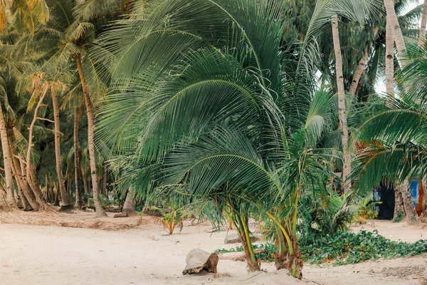 Château du mourre du tendre : un trésor viticole en provence